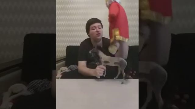 Сказка А.С. ПУШКИН "О ЗОЛОТОМ ПЕТУШКЕ " в исполнении Олега СКАЗОЧНИКА ( кукольный театр) смотреть онлайн