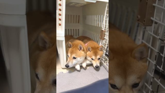 仲良し過ぎる豆柴弟妹　#Shorts＃柴犬＃豆柴#多頭飼い#Shiba inu#mameshiba