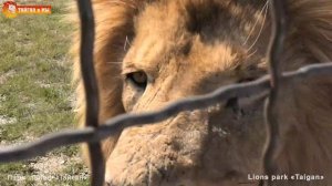 Кто где, а львы дома. Тайган. Who is where, and the lions are at home. Taigan.