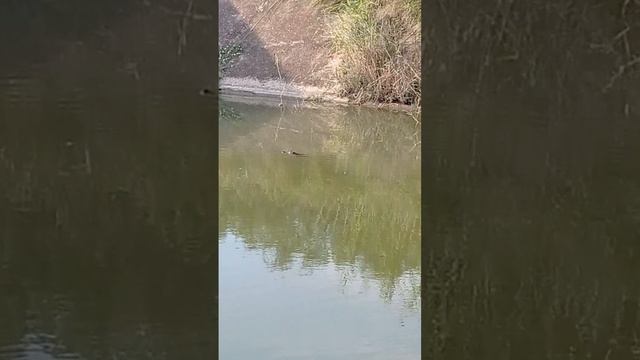 Caiman, Cocodrilo o Lagarto del Amazonas.