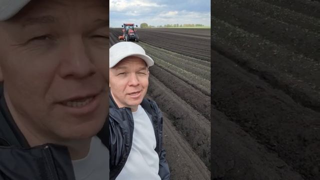 Возделывание картофеля в Свердловской области. Вегетация 2022 года, сорт Гала. смотреть онлайн