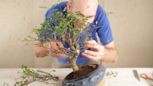 Bonsai: Styling Your First Bonsai Tree смотреть онлайн