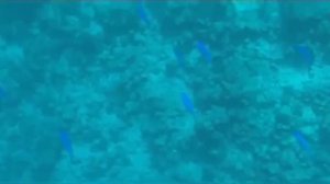 Тропический клип. Дочь Малинина зажигает. КИРА Дама с рублевки клип 2022