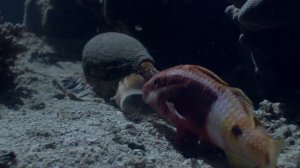 Как охотится ядовитая улитка-конус из сем. Конусы (Conidae) на барабулю (Parupeneus barberinoides)