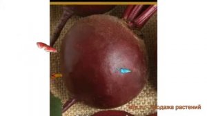 Свекла столовый Эфиопка (efiopka) ? столовый свекла Эфиопка обзор: как сажать, семена свеклы Эфиопк