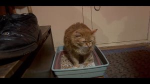 КОТ ОБОСРАЛ ВЕСЬ ДОМ!!!