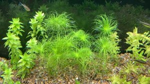 Как избавиться от GDA (Green Dust Algae) в аквариуме, проверенный рецепт.