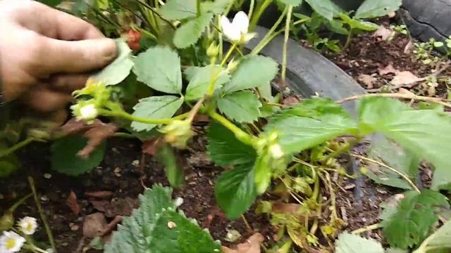 Клубника из семян результаты в конце сезона #клубника #семена #земляника #изсемян