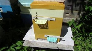 нуклеус для облета маток от фирмы BienenHaus на высоту рамки 230 мм - часть 6 - на облетнике.