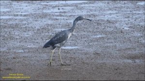 Egretta caerulea (Garça-azul; Little Blue Heron) Uruguay 04 2022 Antonio Silveira.