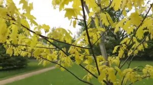 Quercus rubra 'Aurea' dub červený