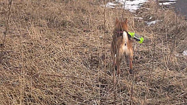 Ёши на прогулке смотреть онлайн