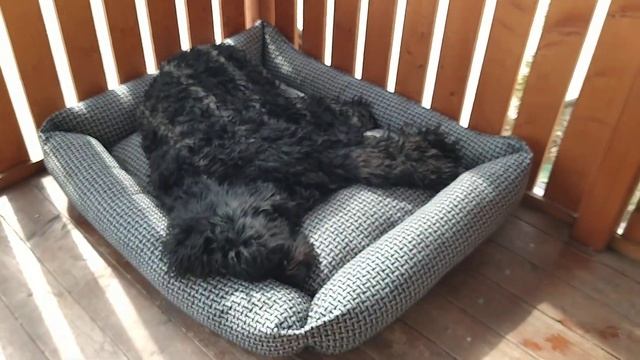 Лежанка для большой собаки - Русский чёрный терьер.( говорю где купила и по чем) смотреть онлайн