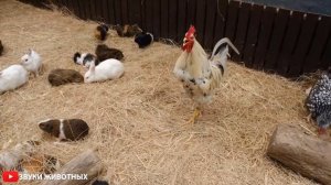 КАК ЛАЮТ СОБАКИ ? ЩЕНОК СКУЛИТ ? ЗВУКИ ДЛЯ ВАШЕГО ПИТОМЦА ? ЩЕНКИ ЛАЮТ СКУЛЯТ РЫЧАТ ?