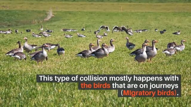 Birds hitting windows | Birds hitting glass windows | 10 Spiritual Meanings of Birds Hitting Window смотреть онлайн