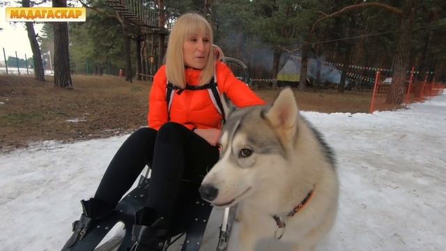 Отзыв о программе "С хаски по дороге в сказку" смотреть онлайн