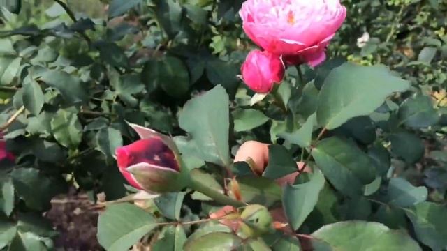 Дитер Мюллер - роза у которой одни достоинства❤️! Сорт удивил этим жарким летом?? смотреть онлайн