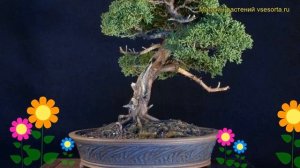 Можжевельник бонсай. Краткий обзор, описание характеристик, где купить саженцы juniperus bonsai