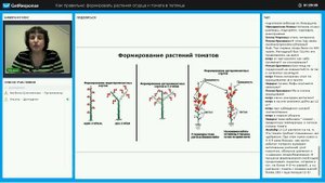 Формирование кистевых томатов