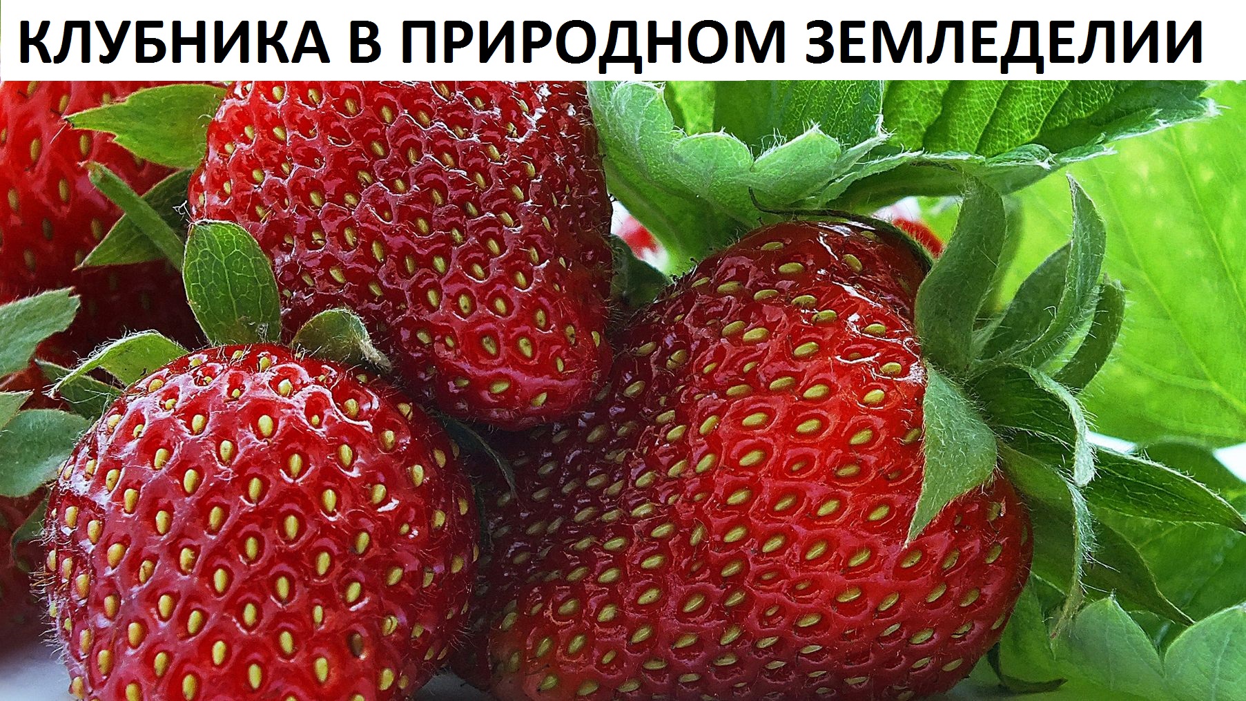 Клубника в природном земледелии от А до Я.