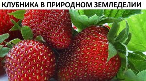 Клубника в природном земледелии от А до Я.
