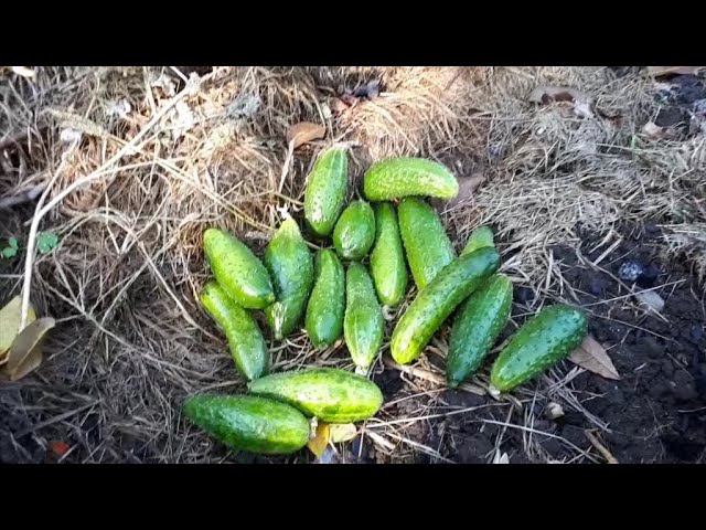 ОГУРЦЫ до середины ОКТЯБРЯ  Ну просто восхитительный СОРТ ОГУРЦОВ для открытого грунта 