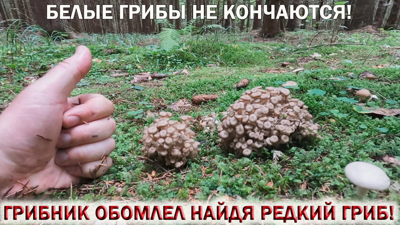 ❗ ГРИБНИК ОБОМЛЕЛ НАЙДЯ РЕДКИЙ ГРИБ-БАРАН!👉БЕЛЫЕ ГРИБЫ НЕ КОНЧАЮТСЯ! Грибной Август 2024☘🍄🌱