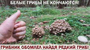 ❗ ГРИБНИК ОБОМЛЕЛ НАЙДЯ РЕДКИЙ ГРИБ-БАРАН!👉БЕЛЫЕ ГРИБЫ НЕ КОНЧАЮТСЯ! Грибной Август 2024☘🍄🌱