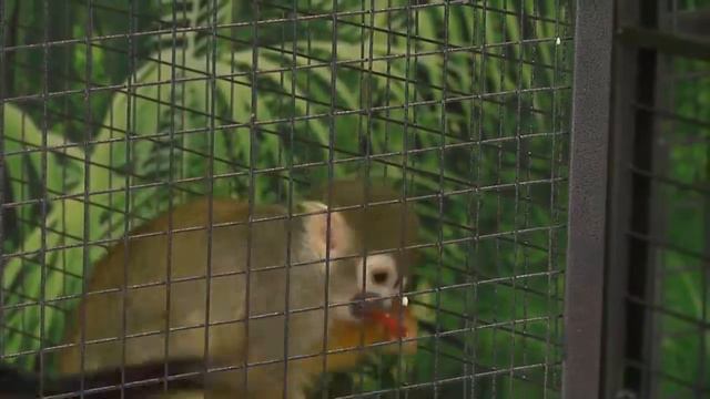 Выставка обезьян Пермь смотреть онлайн