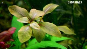 ЛЮДВИГИЯ В АКВАРИУМЕ, ПОЛЗУЧАЯ, РУБИН, БОЛОТНАЯ, КАК СОДЕРЖАТЬ И САЖАТЬ!