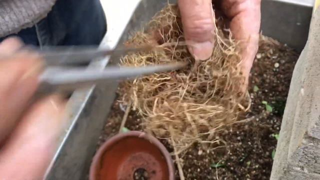 一度にまとめてできるクチナシ盆栽植え替えと葉と枝を切る・やじま園@tane.bonsai