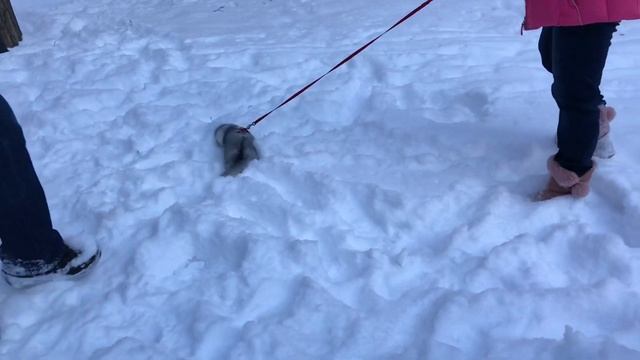 Долматинец,Норка,много снега смотреть онлайн