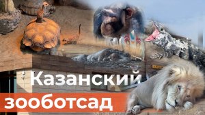 Как сейчас живет казанский зоопарк «Реки Замбези»?