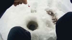 Рыбалка на озере ЖИЖИЦА "ЗЕВАКИ".