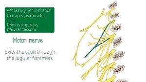 Шейное сплетение - Анатомия человека | Kenhub