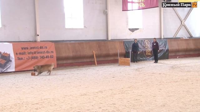 Соревнования по аджилити прошли в Национальном Конном Парке «РУСЬ»
