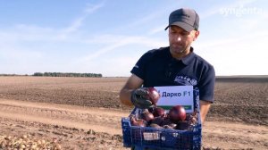 Новинка от компании Сингента – лук Дарко F1