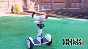 Петух освоил гироскутер. Видели видео? Фрагмент выпуска от 08.12.2019