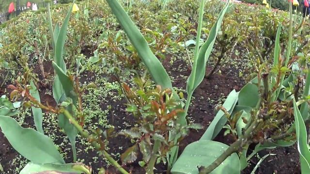 ТЮЛЬПАНЫ В АЛЕКСАНДРОВСКОМ САДУ У КРЕМЛЕВСКОЙ СТЕНЫ МОСКВА АПРЕЛЬ 2023. LIVE TULIP FLOWERS IN MOSCO