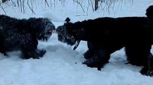 Чёрные львы:)))