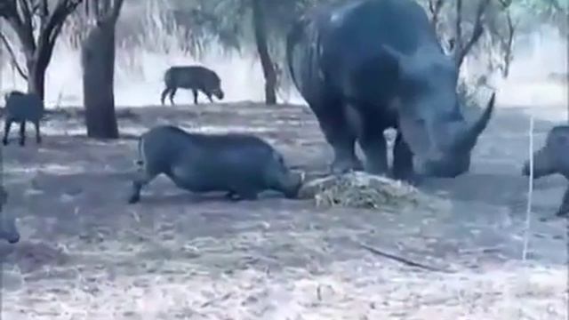 Опасные животные. Дикие животные. Носорог против дикого кабана смотреть онлайн