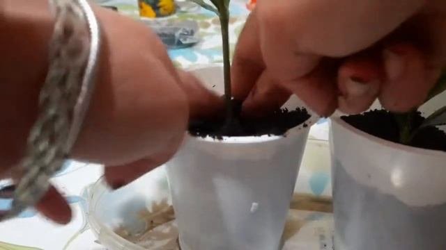 ГАРДЕНИЯ???, УКОРЕНЯЕМ ЧЕРЕНКИ???