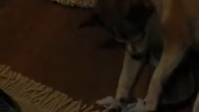 Skadie the Norwegian Lundehund chews on tissue смотреть онлайн