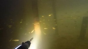 Подводная охота 5 дней охоты в подмосковье. Встретил подвоха. Нашел блёсны. Рыба бонус Spearfishing