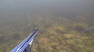 Подводная охота Пиренга