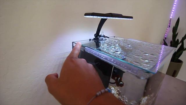 New 3.7 Gallon Pico Anemone Tank! смотреть онлайн