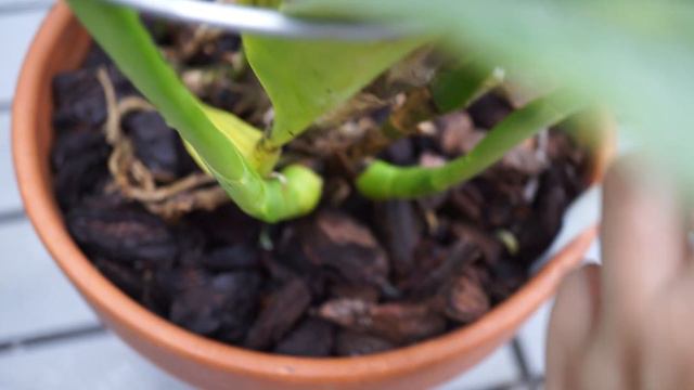 Orchid Collection Update: July 2016 смотреть онлайн