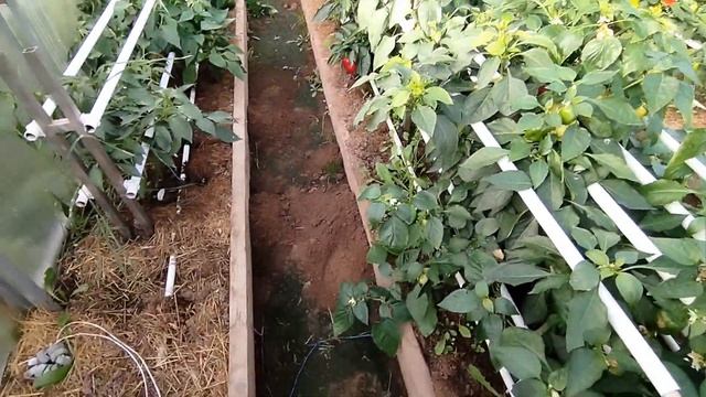 Вернулись с отдыха, обходим дачный участок, определяем фронт работ смотреть онлайн