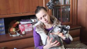 Как и чем кормить щенка хаски - что можно и что нельзя. Рацион щенка