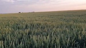 Пшеница двуручка Фокс в колосе, озимый посев